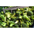 Wholesale Chinese Frozen Broccoli Price